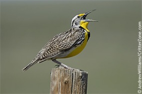 meadowlark-state-bird-2